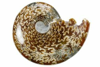 Polished Ammonite (Cleoniceras) Fossil - Madagascar #358409