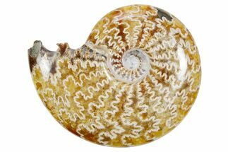 Polished Ammonite (Cleoniceras) Fossil - Madagascar #358412