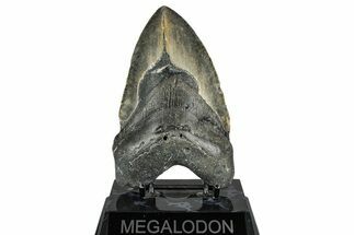 Fossil Megalodon Tooth - North Carolina #358906