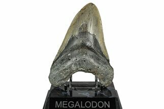 Fossil Megalodon Tooth - North Carolina #358918