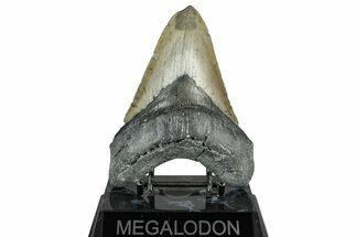 Fossil Megalodon Tooth - North Carolina #358921