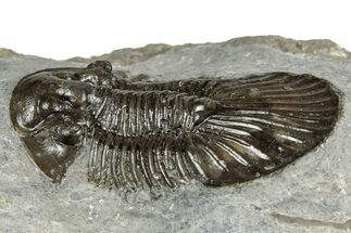 Detailed Scabriscutellum Trilobite - Morocco #359138