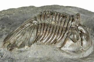 Detailed Scabriscutellum Trilobite - Morocco #359142