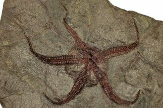Huge, Ordovician Brittle Star (Ophiura) Fossil - Morocco #359144