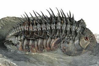 Super Spiny Drotops Armatus Trilobite - Morocco #359146