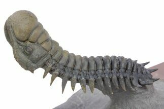 Flying Crotalocephalina Trilobite - Exposed Hypostome #359159