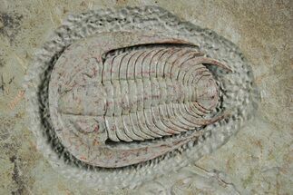 Lower Cambrian Trilobite (Neltneria) - Issafen, Morocco #359163