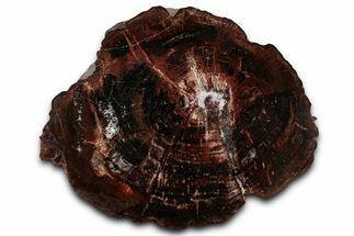 Colorful Triassic Petrified Wood (Dadoxylon) Round - Utah #358886