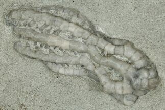 Fossil Crinoid (Cyathocrinites) - Crawfordsville, Indiana #359185