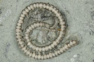 Crinoid (Scytalocrinus) Fossil - Crawfordsville, Indiana #359188