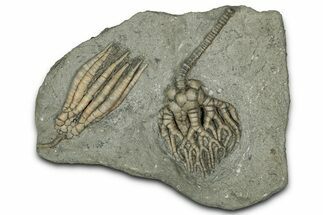 Fossil Crinoid Plate (Two Species) - Crawfordsville, Indiana #359216