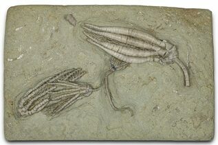 Buy Echinoderms