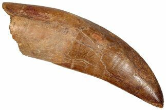 Serrated Carcharodontosaurus Tooth - Partial Root #359404