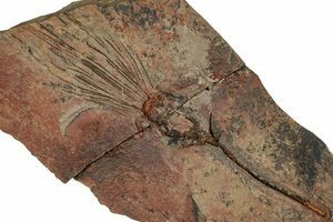 Two Fossil Ferns (Neuropteris) Pos/Neg - Mazon Creek (#121187) For
