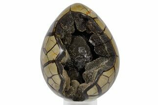 Septarian Dragon Egg Geode - Sparkly Black Crystals #359077