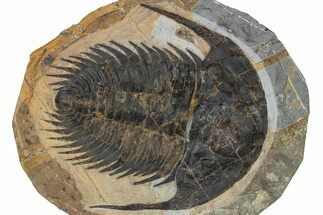 Acadoparadoxides Trilobite With Dark Shell - No Restoration #359409