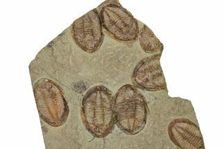 Wide Cluster Of Six Large Asaphid Trilobites - Antennae Preserved #359411