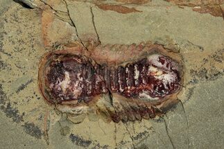 Symphysurus Trilobites With Preserved Antennae - Pos/Neg #359407