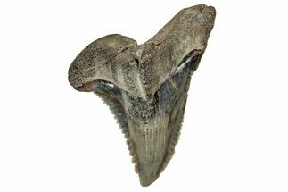 Large, Snaggletooth Shark (Hemipristis) Tooth - South Carolina #359085