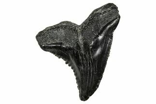 Snaggletooth Shark (Hemipristis) Tooth - South Carolina #359089