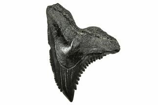 Snaggletooth Shark (Hemipristis) Tooth - South Carolina #359090