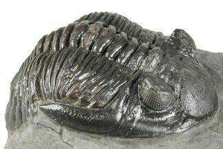 Detailed Hollardops Trilobite Fossil - Ofaten, Morocco #359506