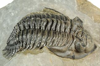 Detailed Metacanthina Trilobite - Issoumour, Morocco #359509