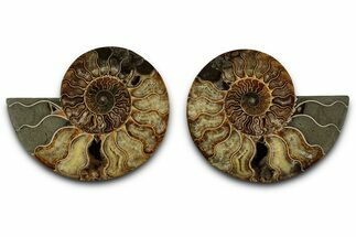 Cut & Polished Crystal-Filled Ammonite Fossil - Madagascar #359536