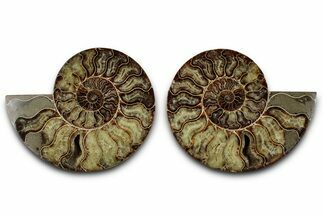Cut & Polished Crystal-Filled Ammonite Fossil - Madagascar #359543
