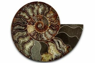 Cut & Polished Ammonite Fossil (Half) - Madagascar #359551