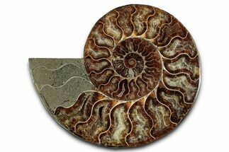 Cut & Polished Ammonite Fossil (Half) - Madagascar #359556