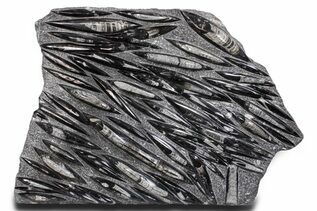 Buy Belemnites & Straight Cephalopods