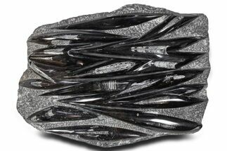 Polished Fossil Orthoceras (Cephalopod) Plate - Morocco #359580