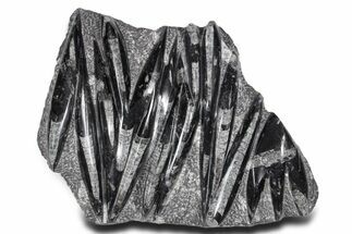 Polished Fossil Orthoceras (Cephalopod) Plate - Morocco #359581