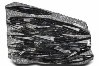 Polished Fossil Orthoceras (Cephalopod) Plate - Morocco #359629
