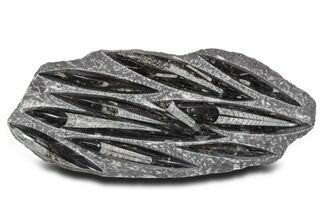 Polished Fossil Orthoceras (Cephalopod) Plate - Morocco #359567