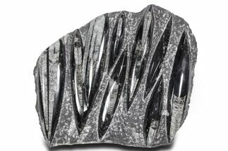 Polished Fossil Orthoceras (Cephalopod) Plate - Morocco #359569