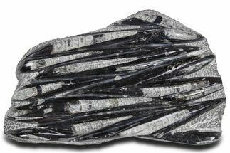 Polished Fossil Orthoceras (Cephalopod) Plate - Morocco #359626