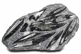 Polished Fossil Orthoceras (Cephalopod) Plate - Morocco #359662
