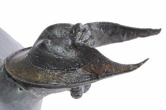 Gorgeous Scotoharpes Trilobite - Boudib, Morocco #359175