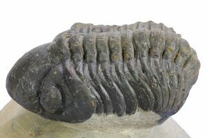 蛇体石　ミケリニア　化石 1.65