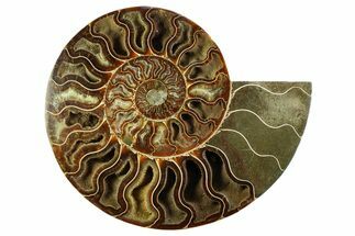 Cut & Polished Ammonite Fossil (Half) - Madagascar #359531