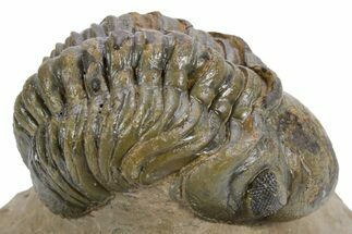 Curled Reedops Trilobite - Atchana, Morocco #359495
