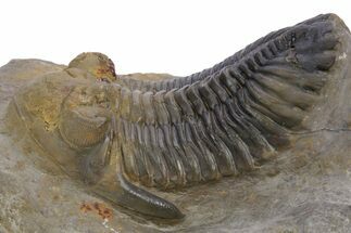 Detailed Hollardops Trilobite Fossil - Multi-Toned Preservation #359499