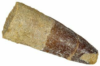 Fossil Spinosaurus Tooth - Real Dinosaur Tooth #360098