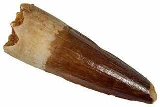 Fossil Spinosaurus Tooth - Real Dinosaur Tooth #360111