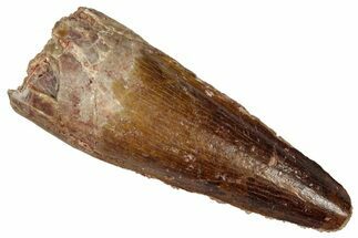 Fossil Spinosaurus Tooth - Real Dinosaur Tooth #360121
