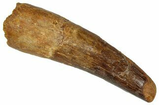 Fossil Spinosaurus Tooth - Real Dinosaur Tooth #360124