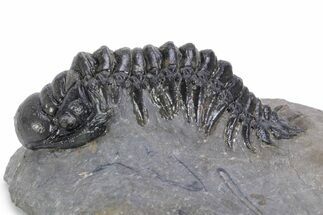 Detailed Crotalocephalina Trilobite - Atchana, Morocco #359586