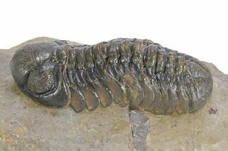 Multi-Toned Austerops Trilobite - Ofaten, Morocco #359593